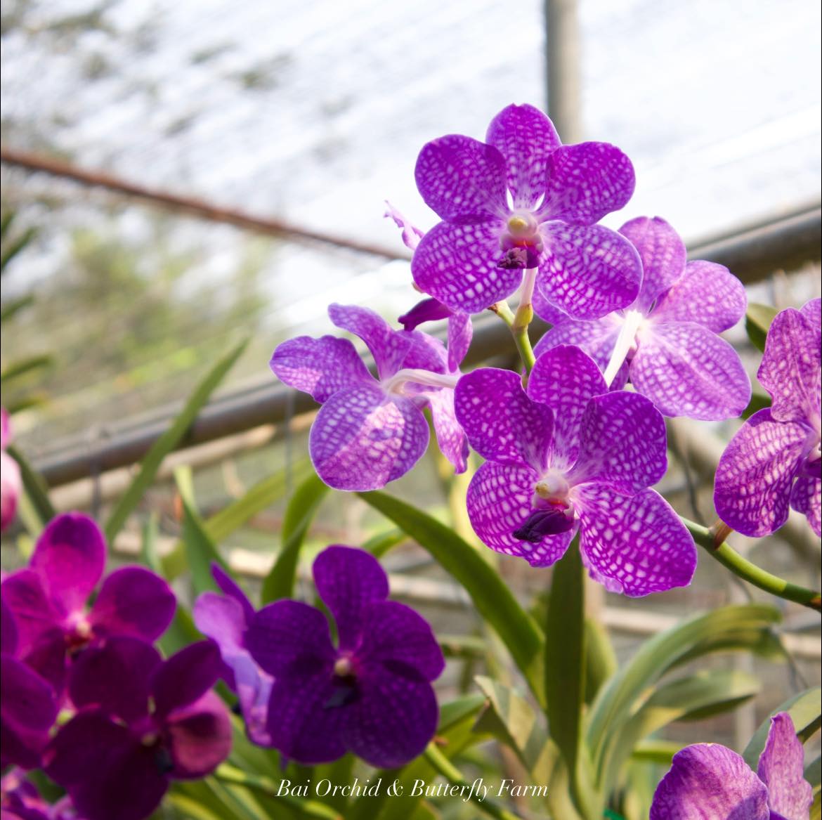 Orchid Butterfly Farm